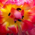 Tulpe