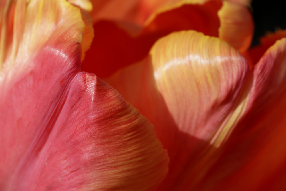 Tulpe