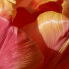 Tulpe