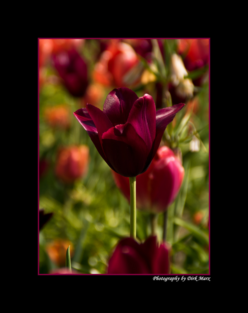 Tulpe