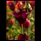 Tulpe