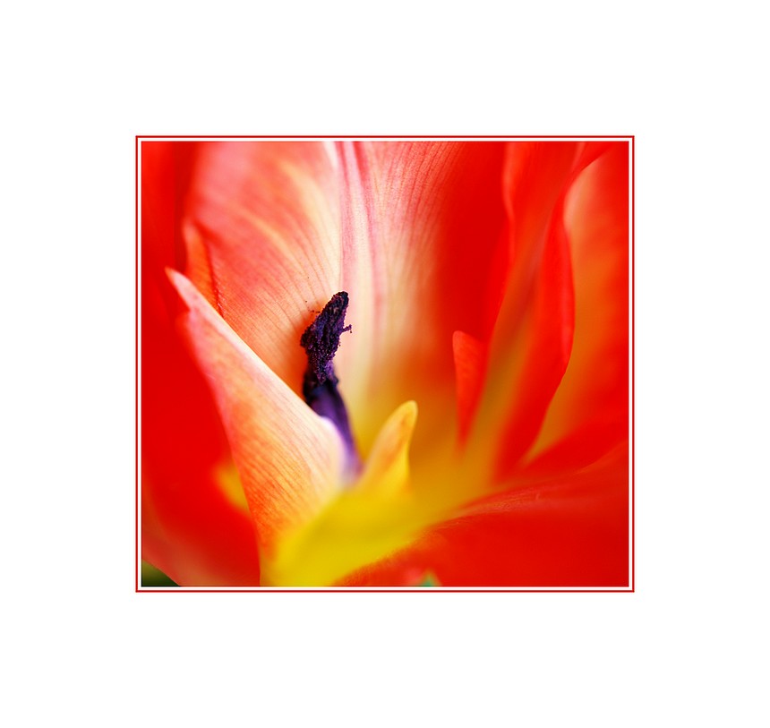 Tulpe