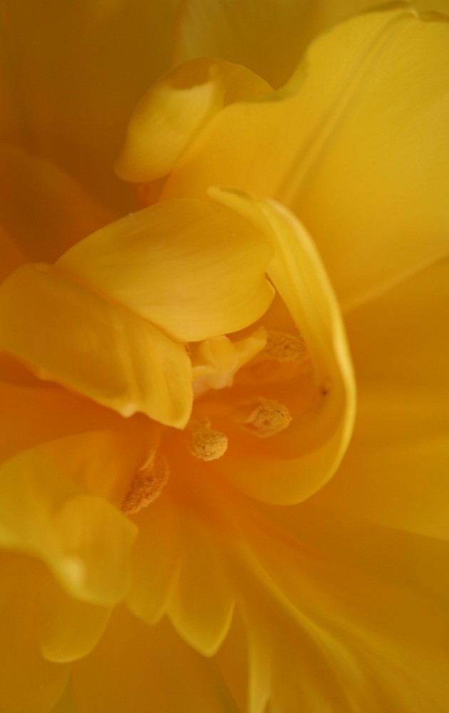 Tulpe