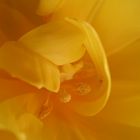 Tulpe