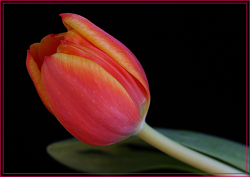 Tulpe