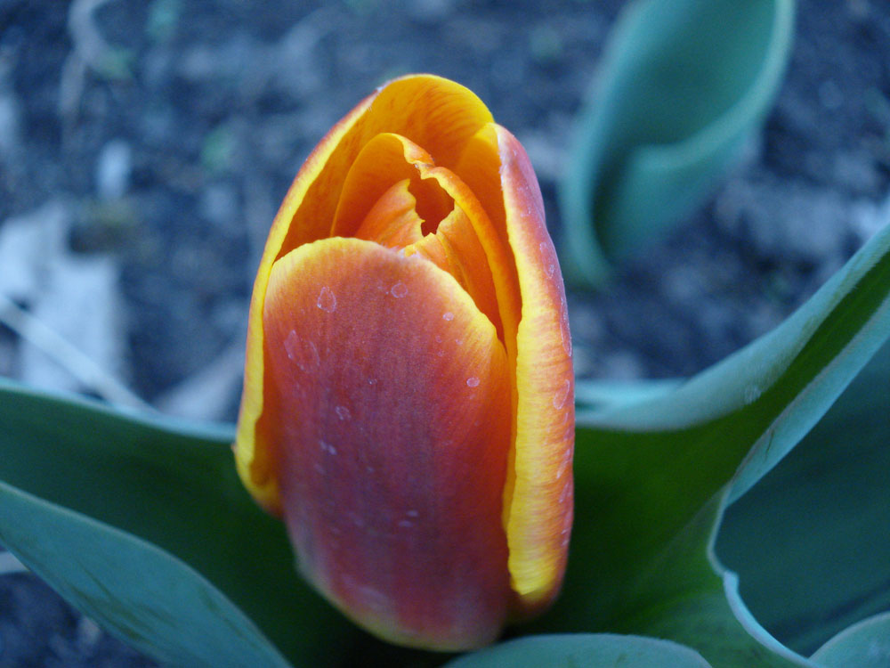 Tulpe