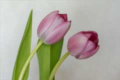 Tulpe....