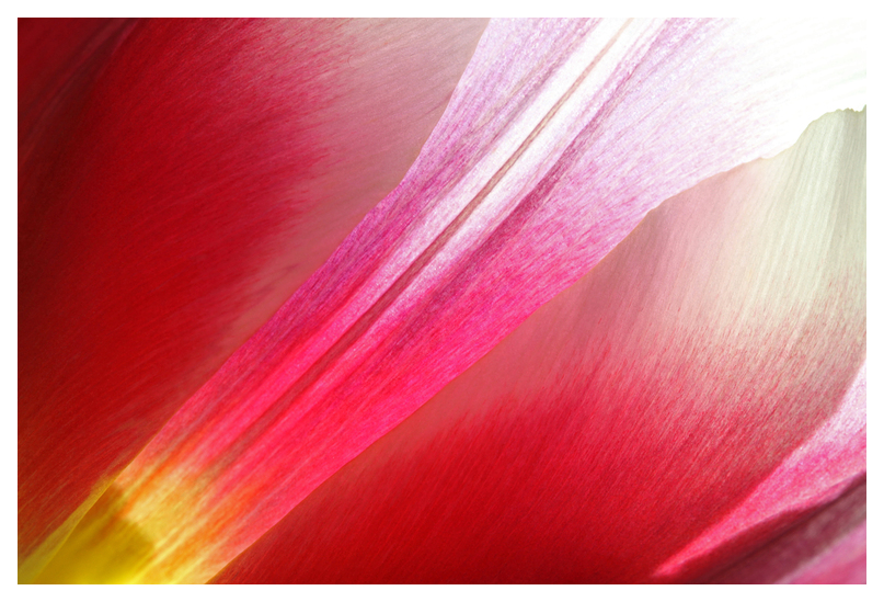 Tulpe