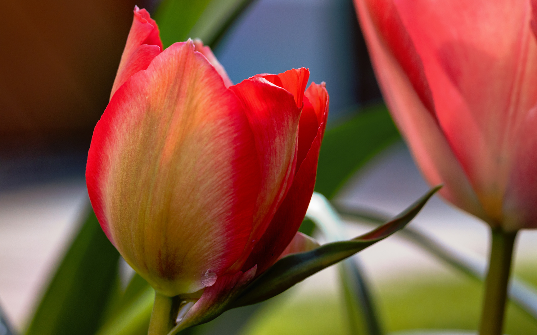 Tulpe