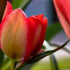 Tulpe