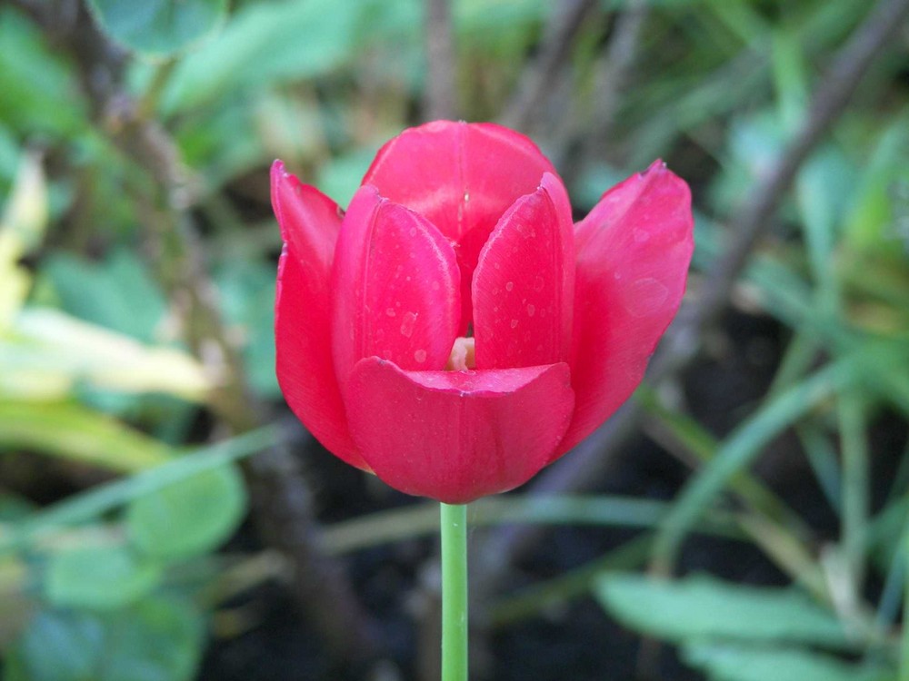 Tulpe