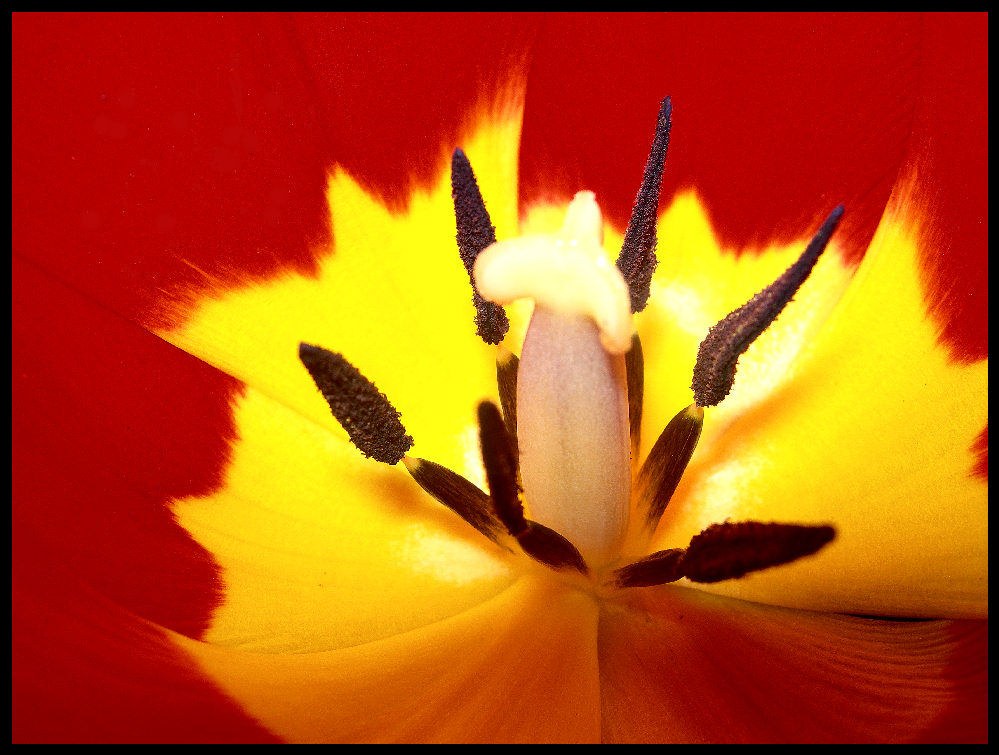 Tulpe