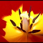 Tulpe