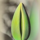 Tulpe