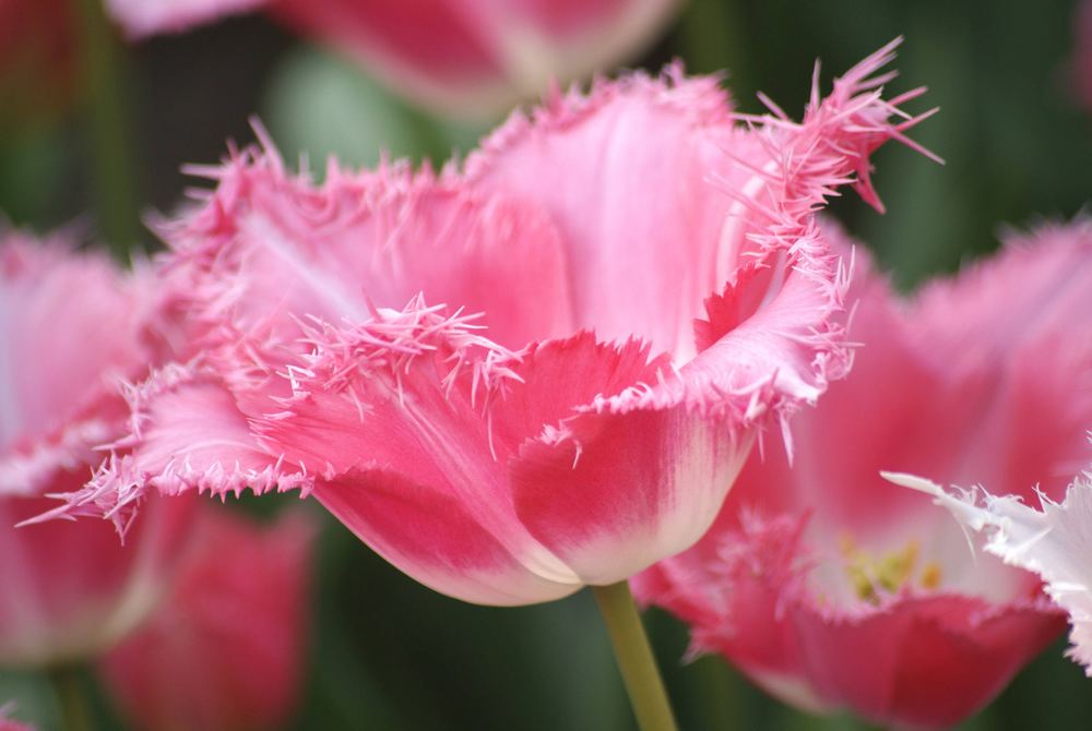 Tulpe