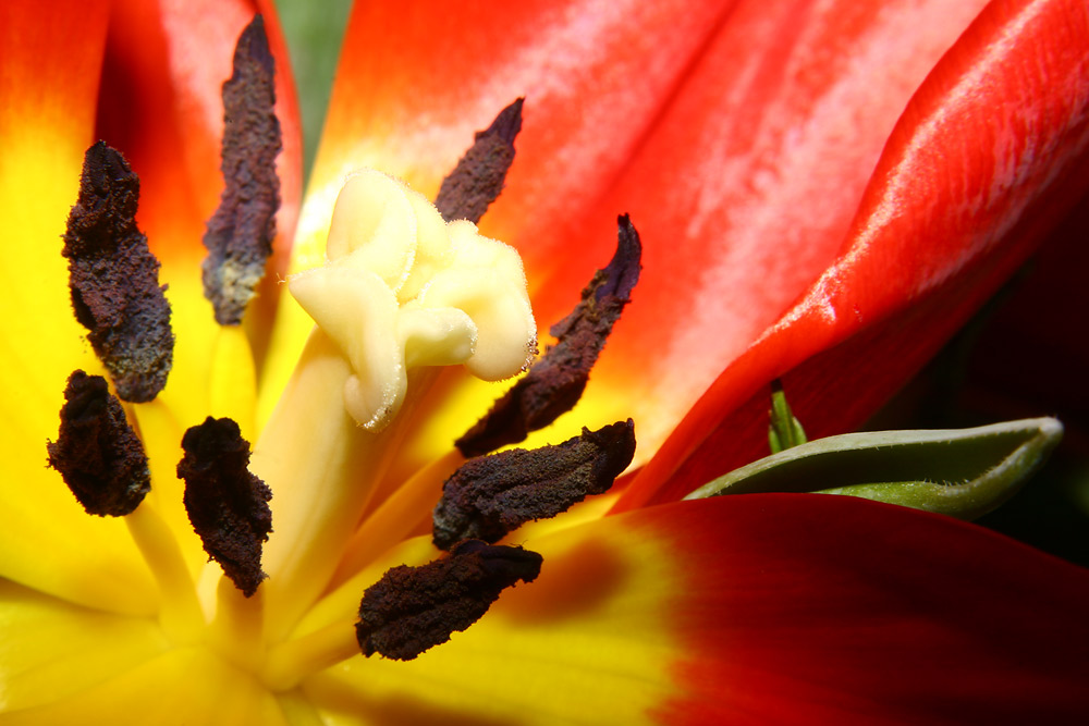 tulpe