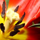 tulpe