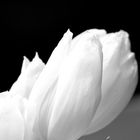 Tulpe