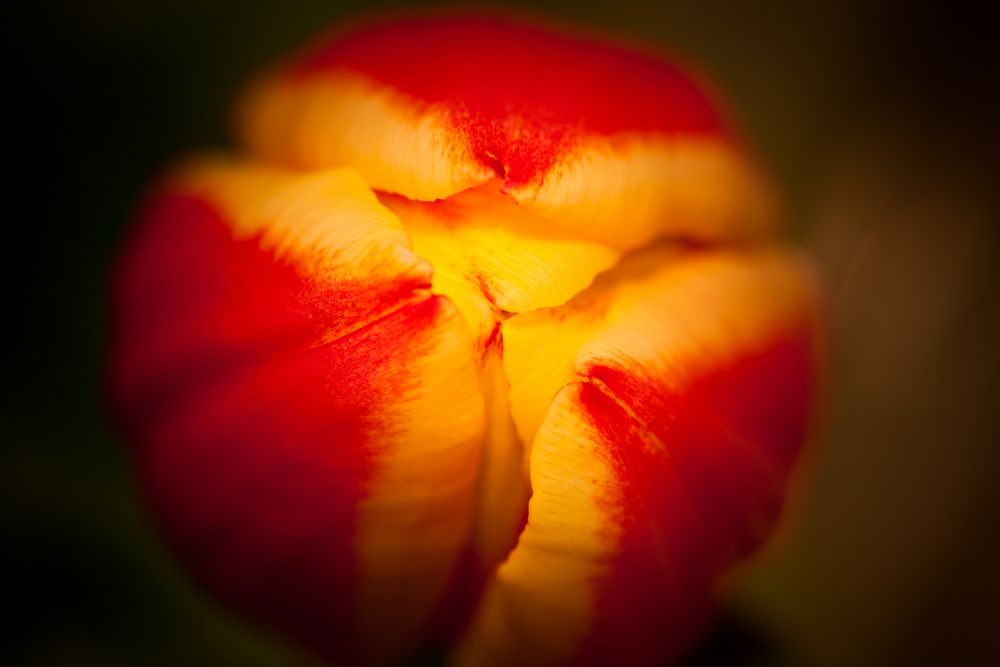 Tulpe