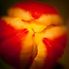 Tulpe