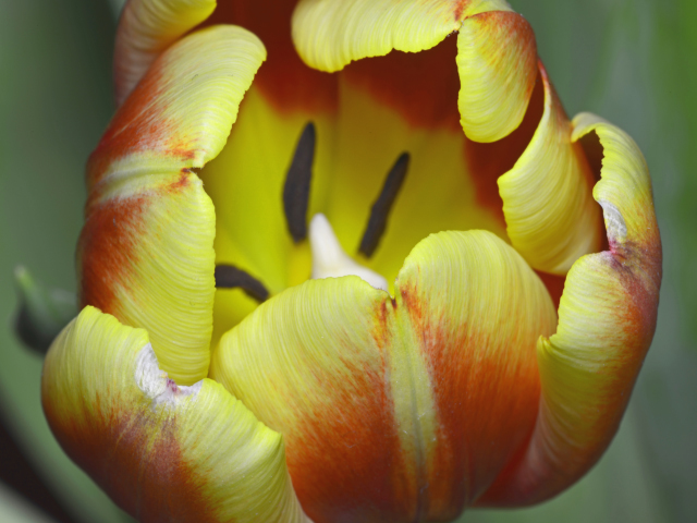 tulpe