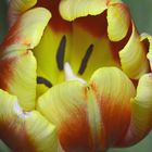 tulpe