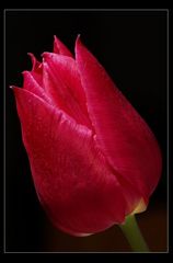 Tulpe