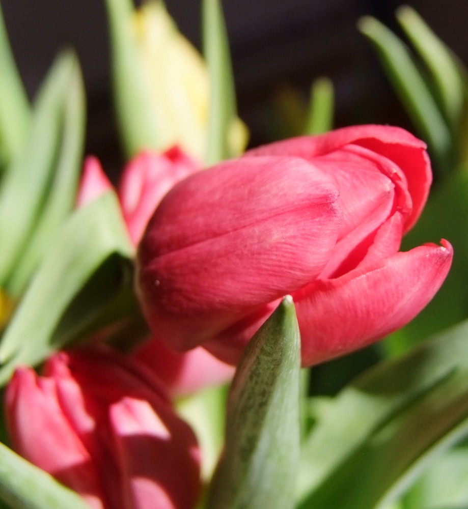 Tulpe