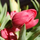 Tulpe