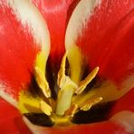 Tulpe?