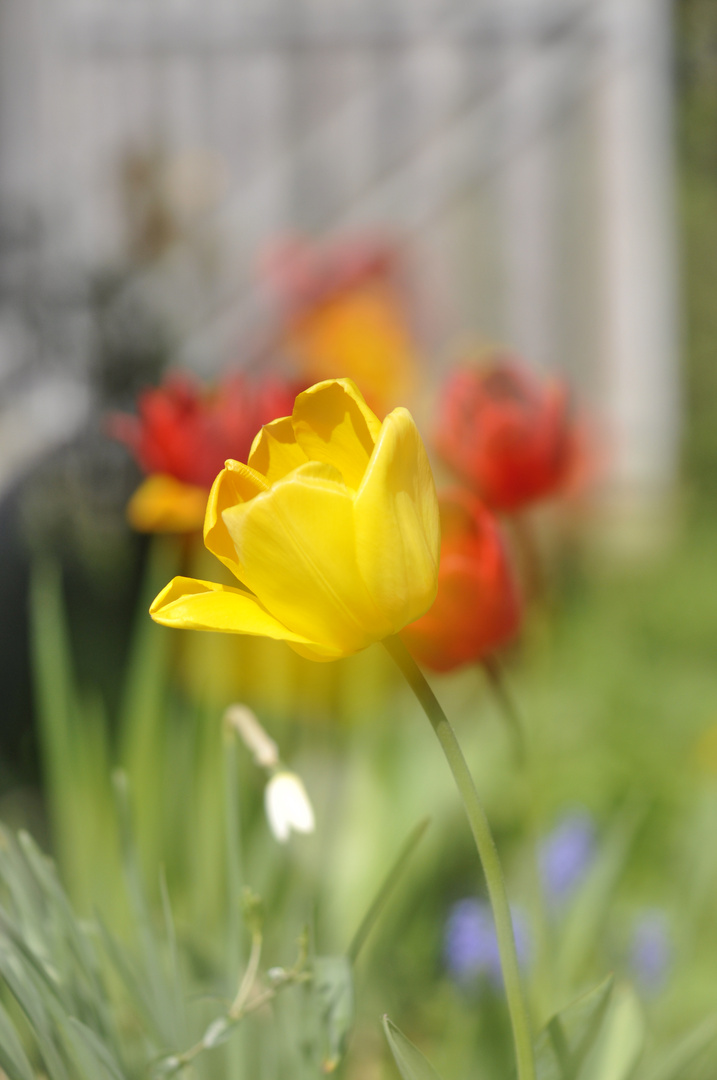 Tulpe