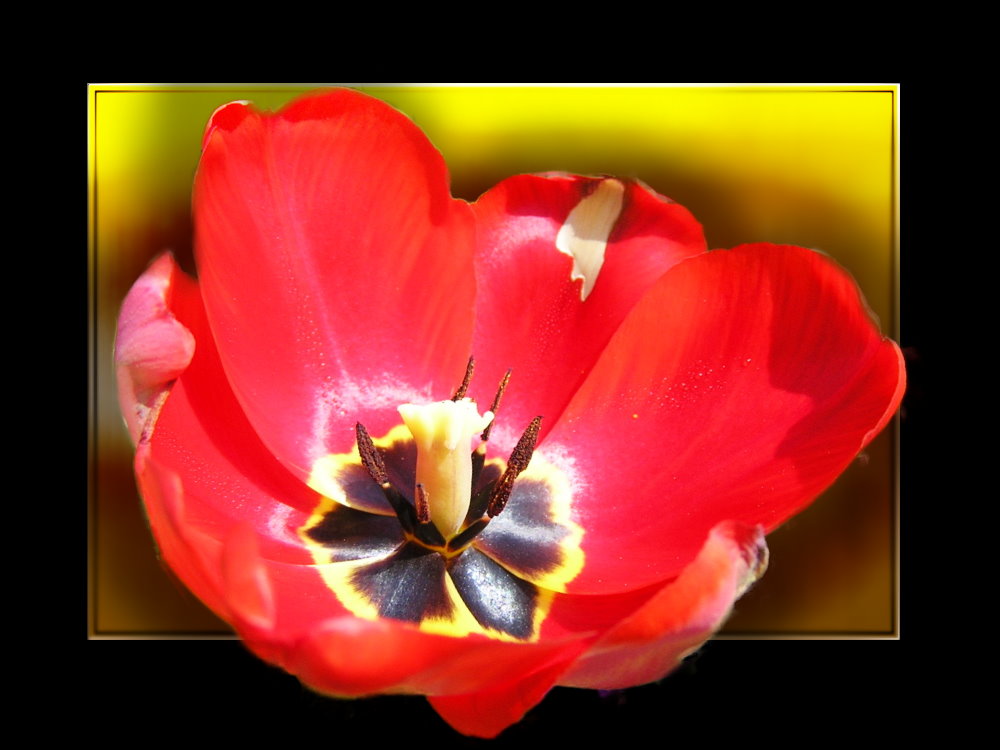 Tulpe