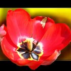 Tulpe