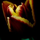 Tulpe