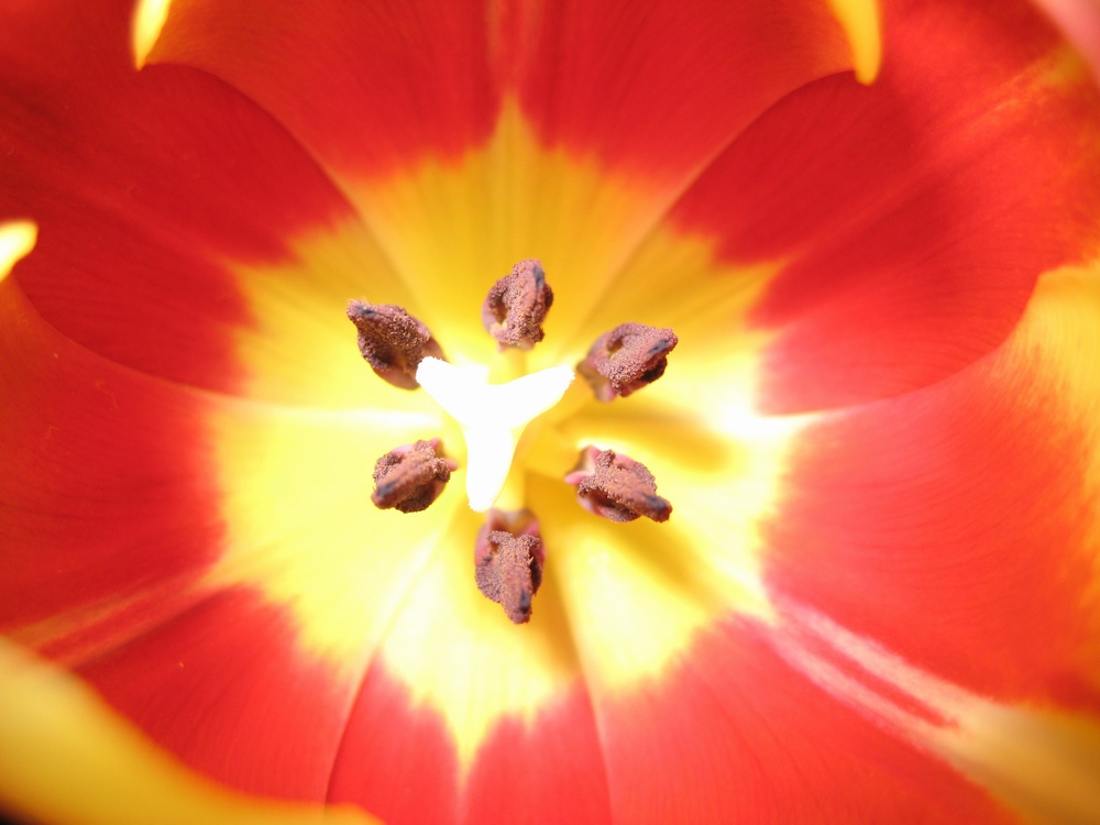 Tulpe ...