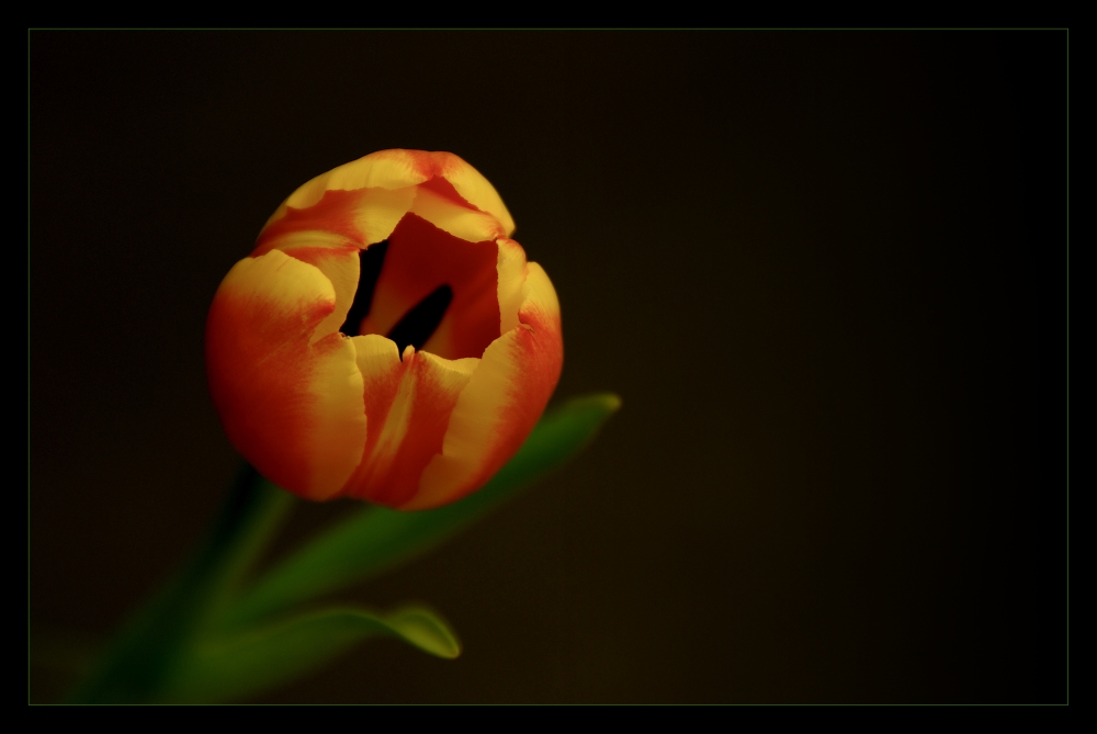 Tulpe