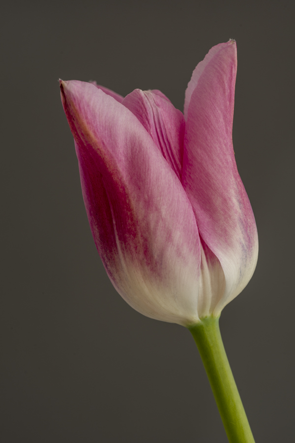 Tulpe 5