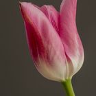 Tulpe 5