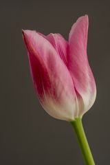 Tulpe 5