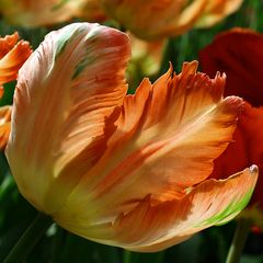 Tulpe 5