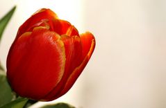 Tulpe 5