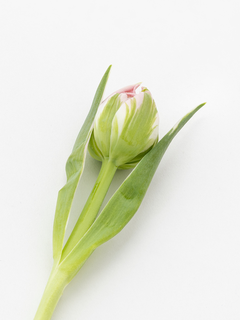 Tulpe 5