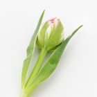 Tulpe 5