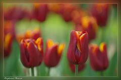 Tulpe 5