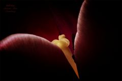 Tulpe (5)