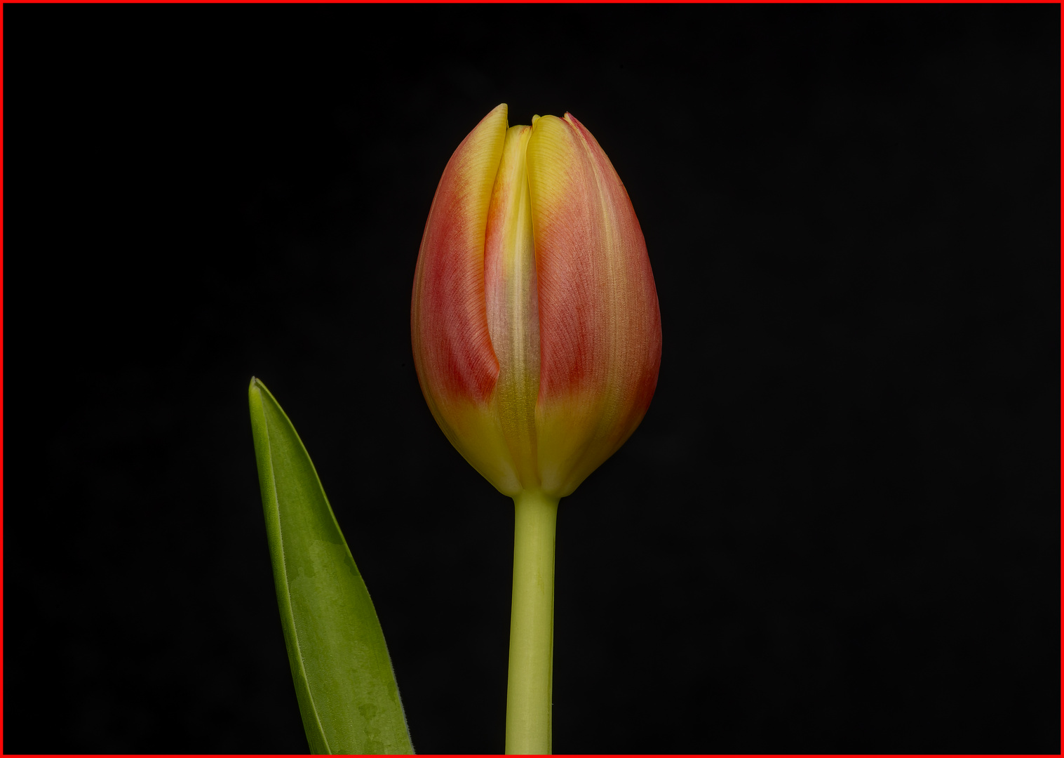 Tulpe