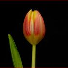 Tulpe