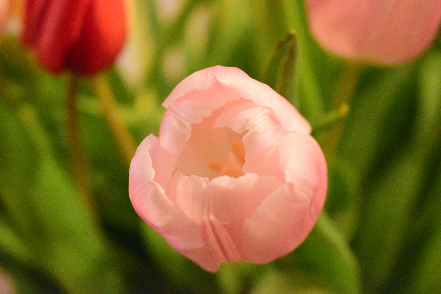 Tulpe