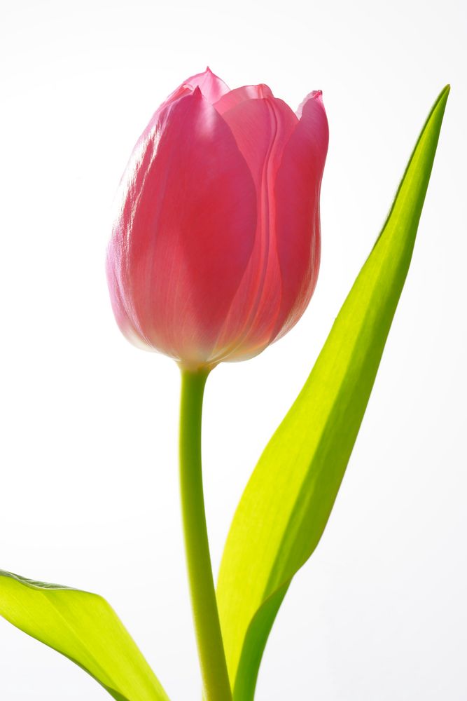 Tulpe Foto & Bild | pflanzen, pilze & flechten, blüten- & kleinpflanzen