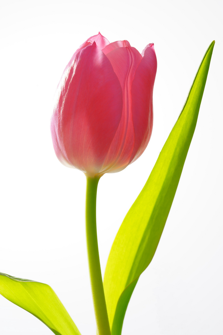 Tulpe